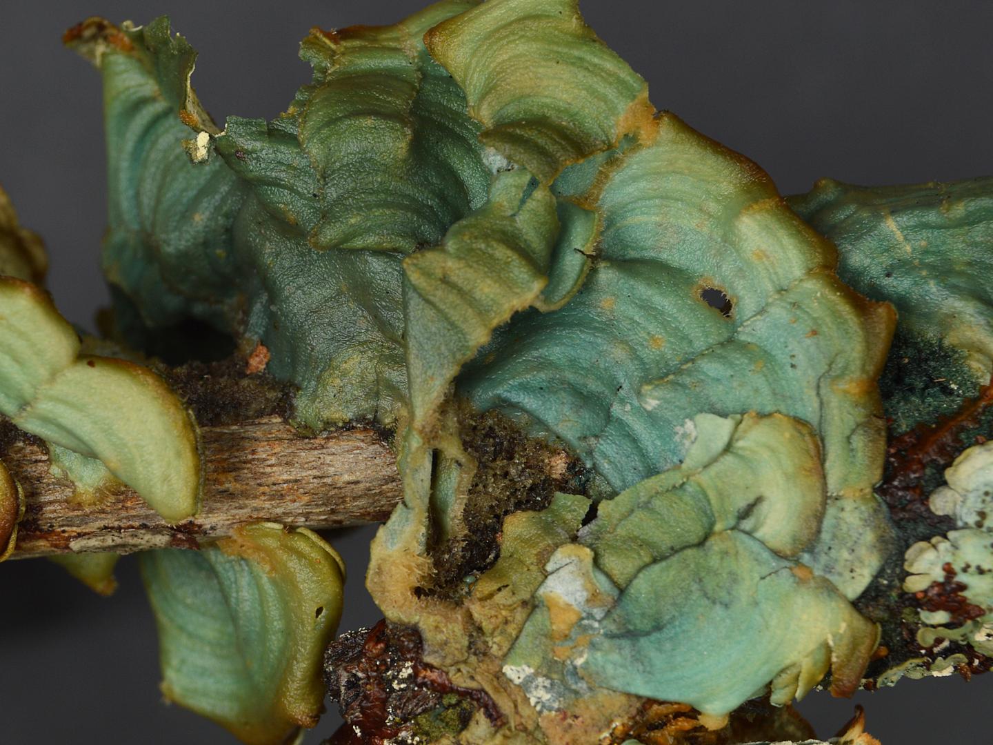 Rare Blue-Green Lichen Discovered in Museums