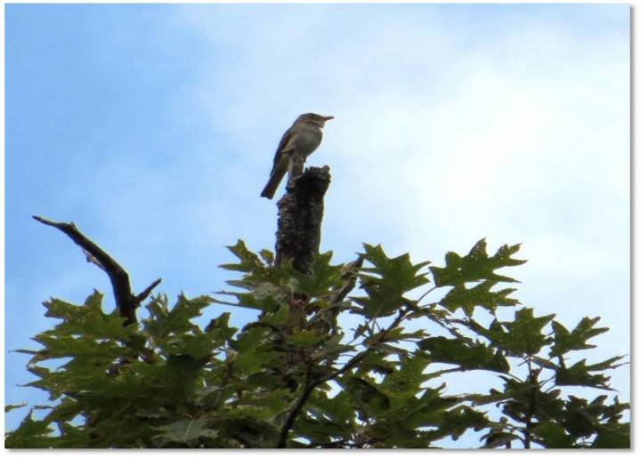 Birds Sing Shorter Songs in Response to Traffic Noise