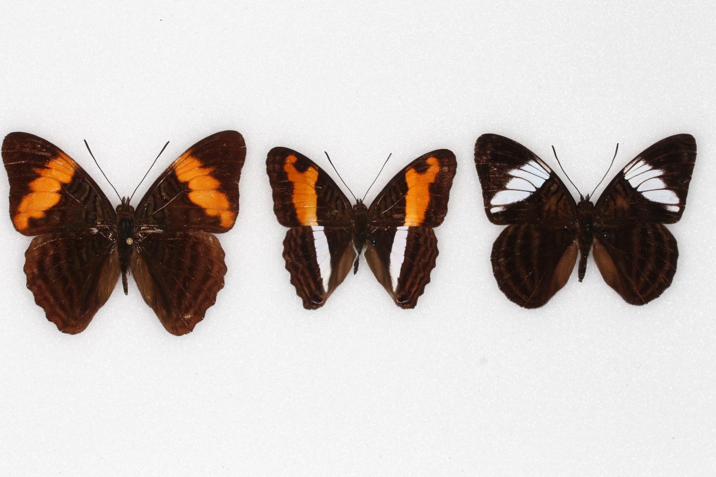 Some Butterflies' Flashy Patterns Could Mean 'Can't Catch Me'