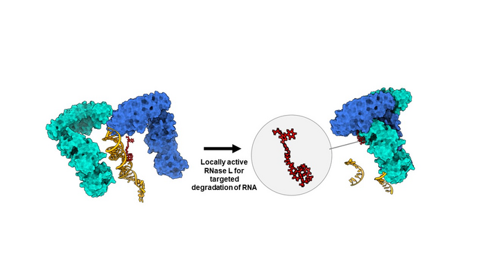RiboTAC Degrades an Oncogene RNA