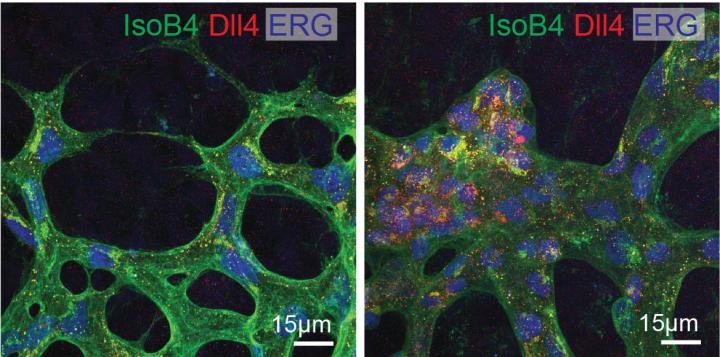 Microscopic Images of a Mouse Retina