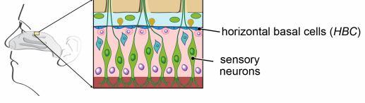 horizontal basal cells