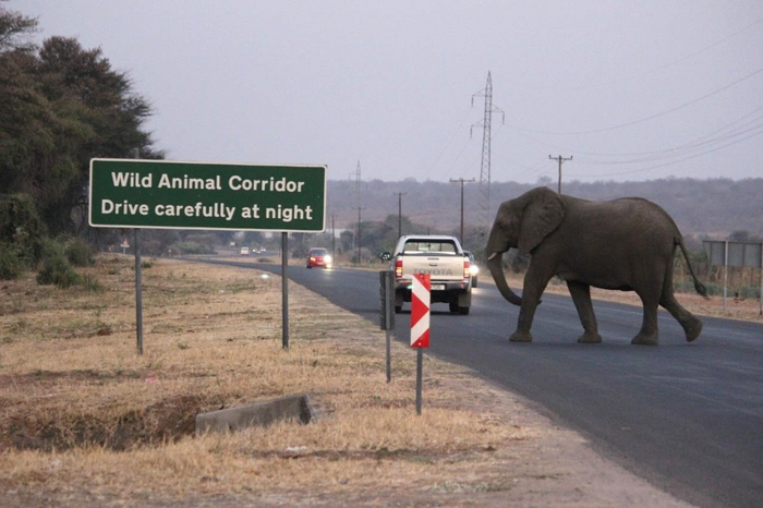 Elephants at a wildlife corridor in Africa