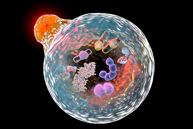 Lysosome