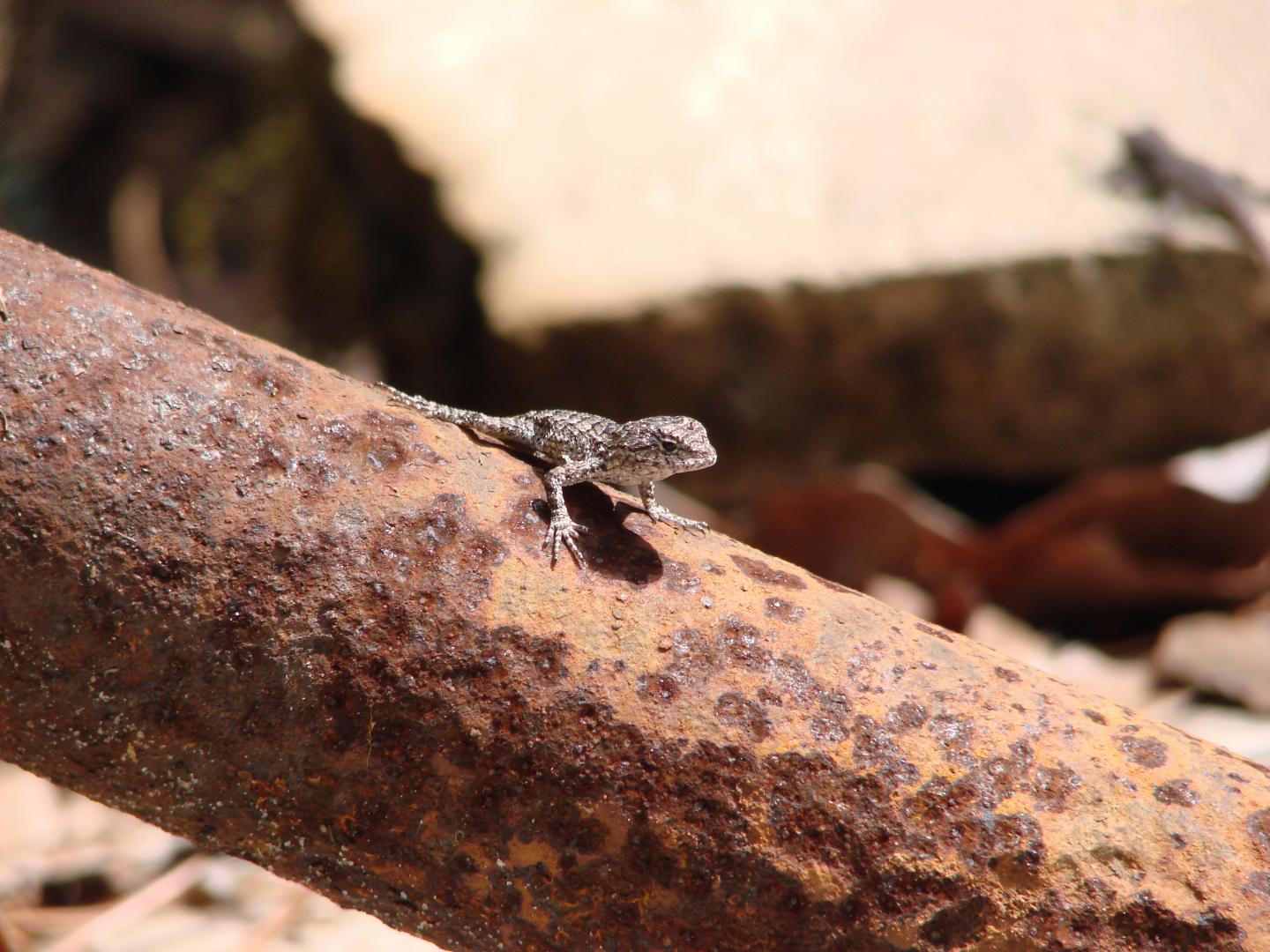 Baby fence lizard