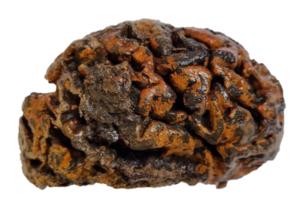 1,000 year old brain