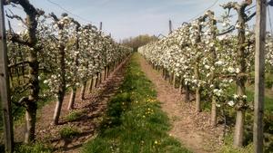 Flowering apple orchard with green cover