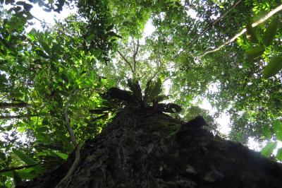 Amazon Tree Count Shows Just a Few Species in Charge (5 of 11)