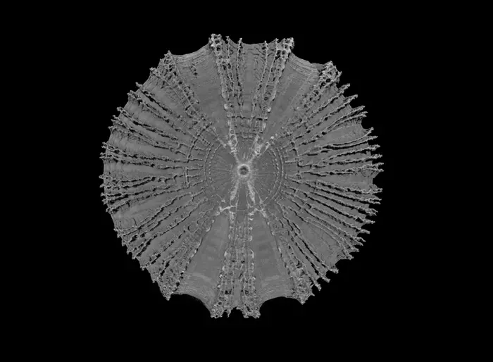 Micro-CT Scan of Single Vertebra in Common Thresher Shark