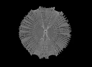 Micro-CT Scan of Single Vertebra in Common Thresher Shark