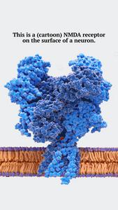 NMDA receptor approach to fragile X