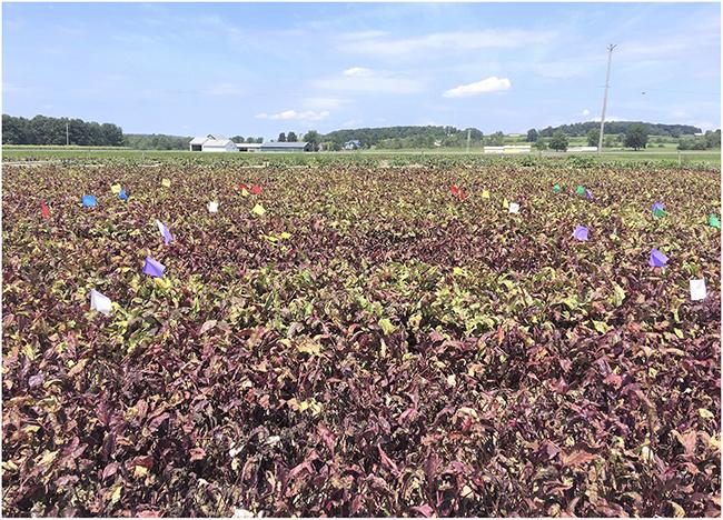 Beet Farm