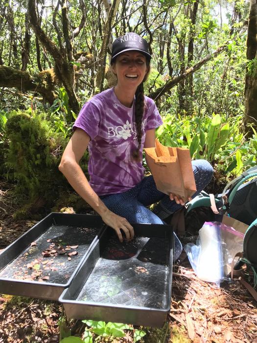 Seana Walsh from the National Botanical Garden in Kauaʻi collects leaf litter at Kokeʻe State Park in Kauaʻi.