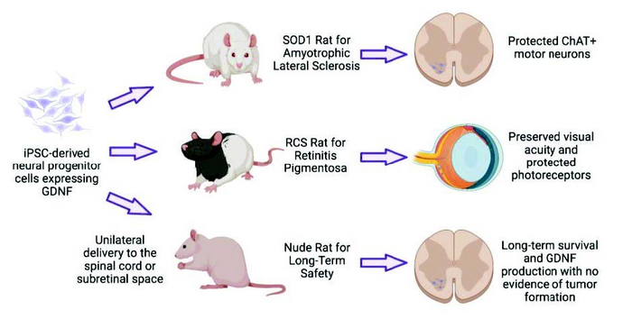 Human iPSC-derived neural progenitor cells secreting GDNF provide protection in rodent models of ALS and retinal degeneration