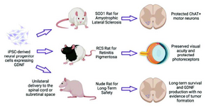 Human iPSC-derived neural progenitor cells secreting GDNF provide protection in rodent models of ALS and retinal degeneration