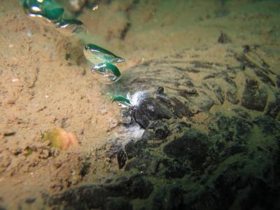 Methane Bubbles Escape from Underwater Seeps Near Santa Barbara