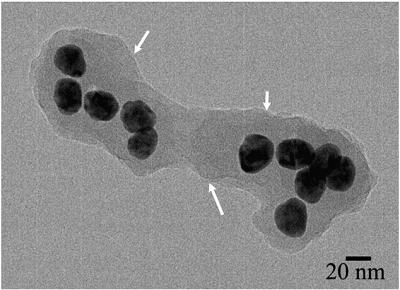 Silver Nanoparticle Synthesis Using Strawberry Tree Leaf (2 of 2)