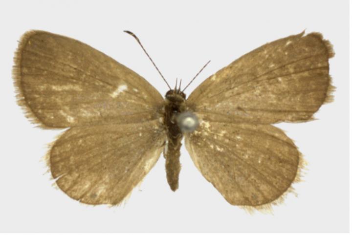 Type specimen of Famegana nisa, collected by Wallace in 1866 (bottom side).