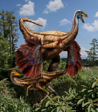 Canadian Researchers Discover Fossils of First Feathered Dinosaurs from North America (1 of 2)