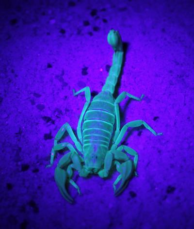 Northern Scorpion