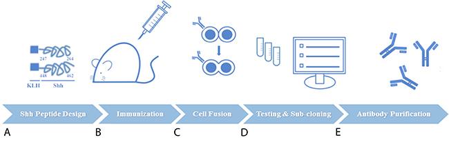 Schematic of Experimental Procedures for Generation of Novel Anti-Sonic Hedgehog (Shh) Candidate The