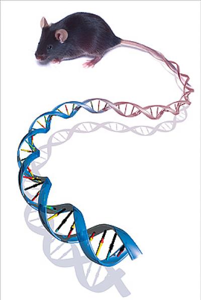 Mouse Genome