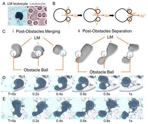 Autonomous behaviors of chemotaxic biomimetic liquid metallic leukocytes