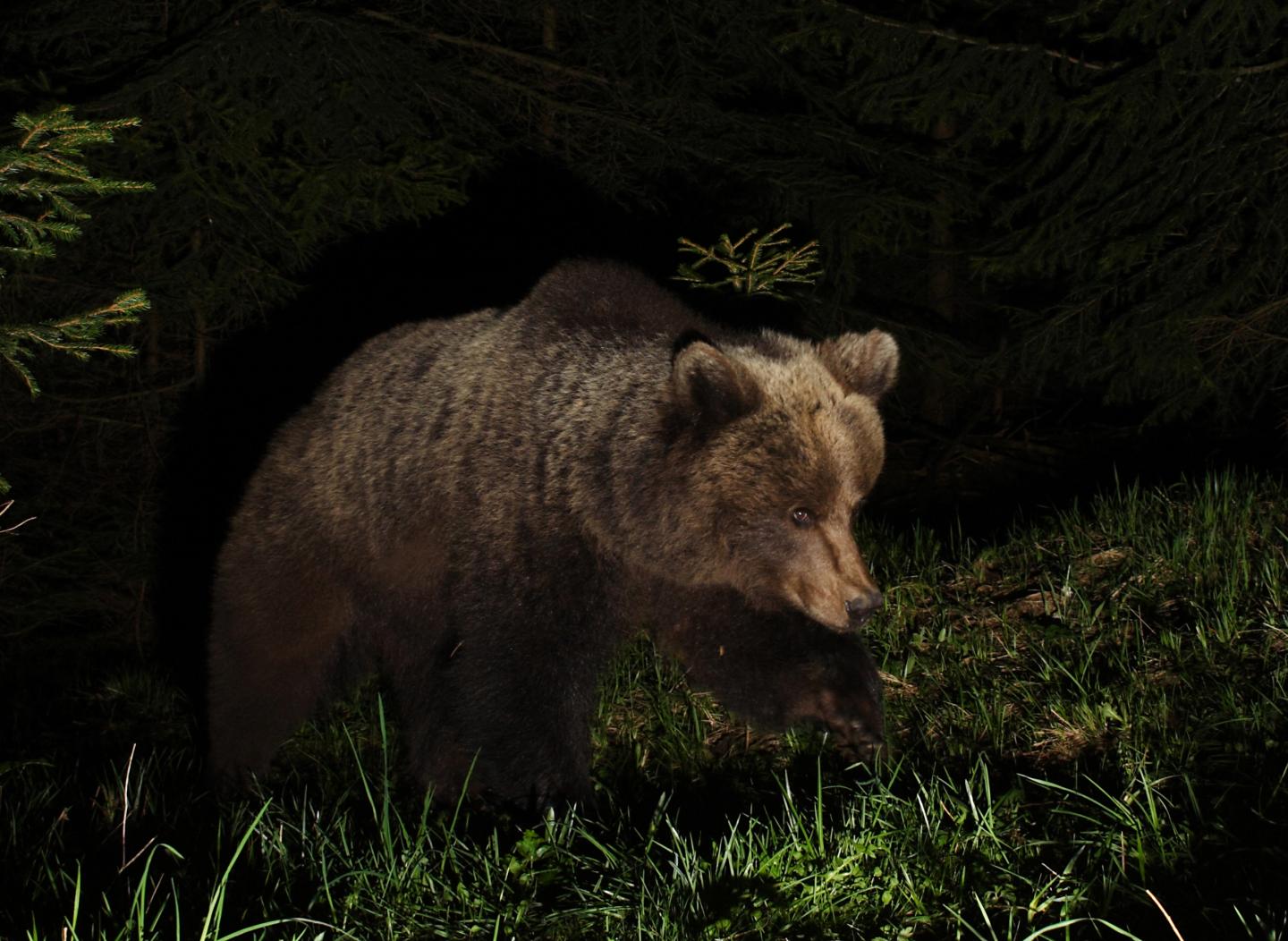 Comeback for Europe's Large Carnivores (6 of 10)