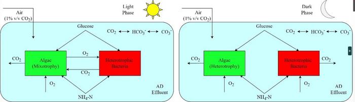 Breakthrough in Wastewater Treatment: A New Model for Algae-Bacteria Interactions