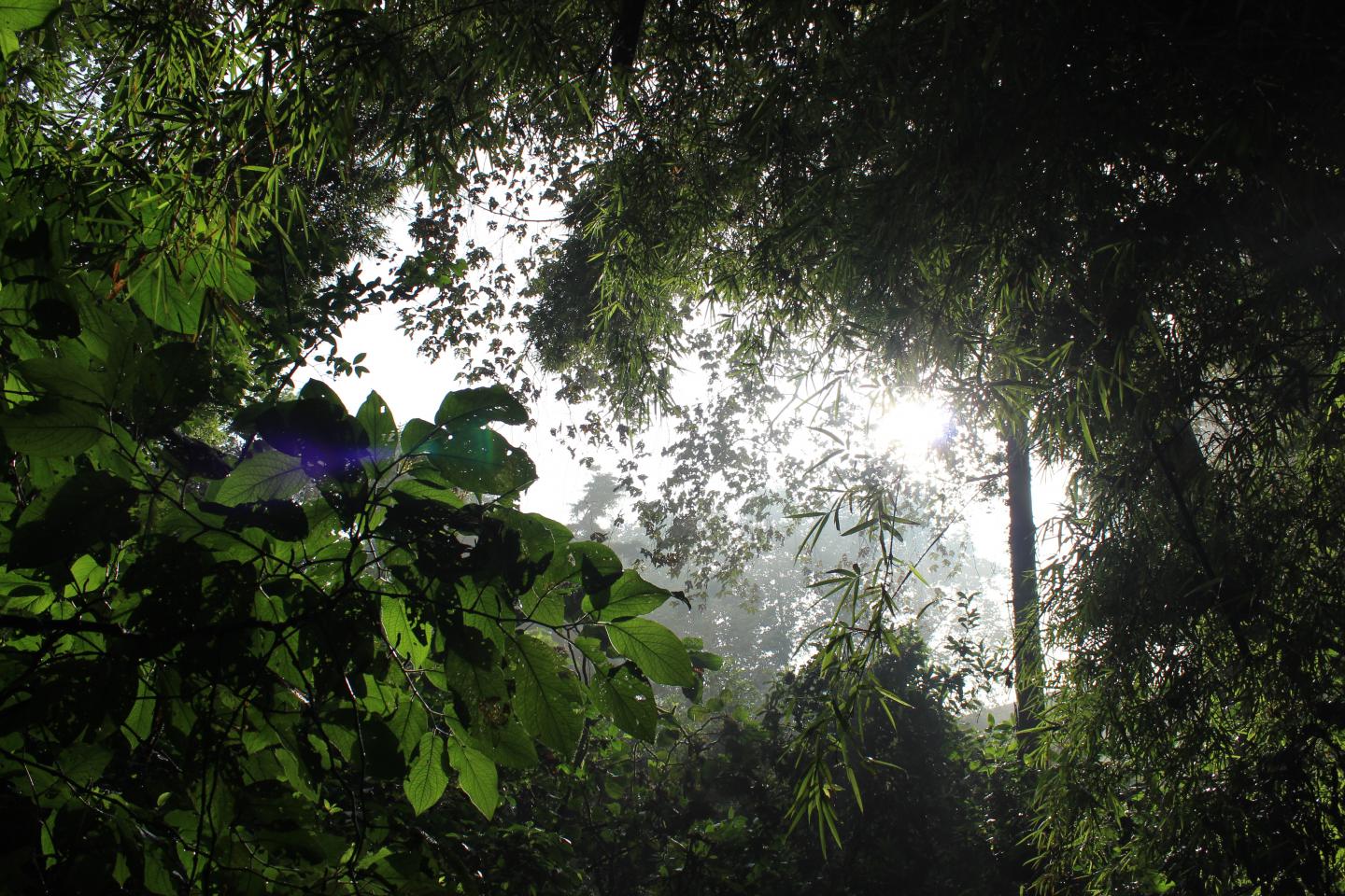 Blick in das Laubdach des Nebelwaldes in der Region Xalapa, Mexiko 