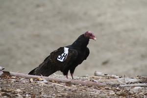 Wing-tagged Turkey Vulture (Cathartes aura)