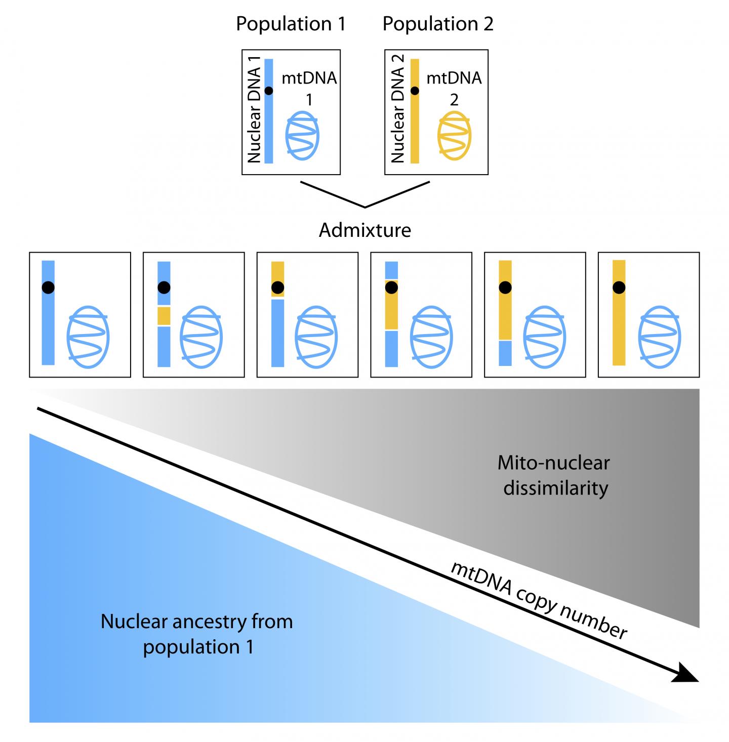 Mito-nuclear Dissimilarity
