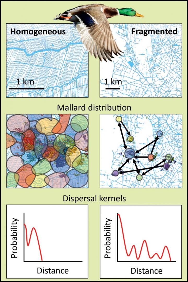 Mallard Distribution and Dispersal Kernels