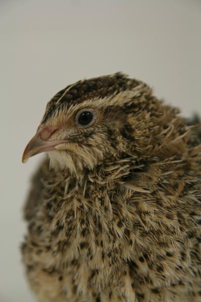 Quail