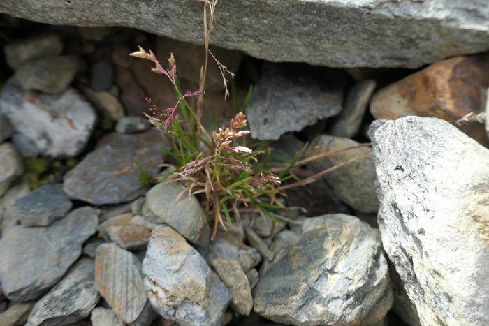 The invasive annual meadow grass colonising ground only a few years after the glacier had disappeared.