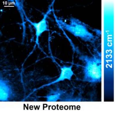 New Proteome