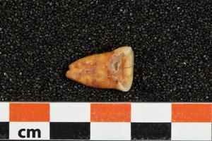 Human tooth (Taforalt Cave, Morocco)