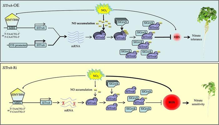 A schematic illustration of SlTrxh positively regulates nitrate stress tolerance through S-nitrosation in tomato.