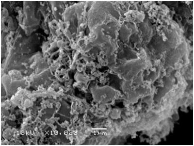 hESC After Treatment with Cellradication Technology