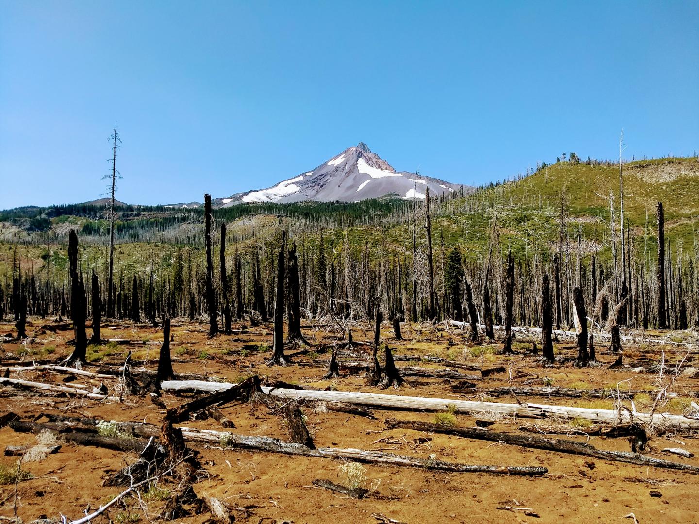 Reburned forest on Mt. Jefferson