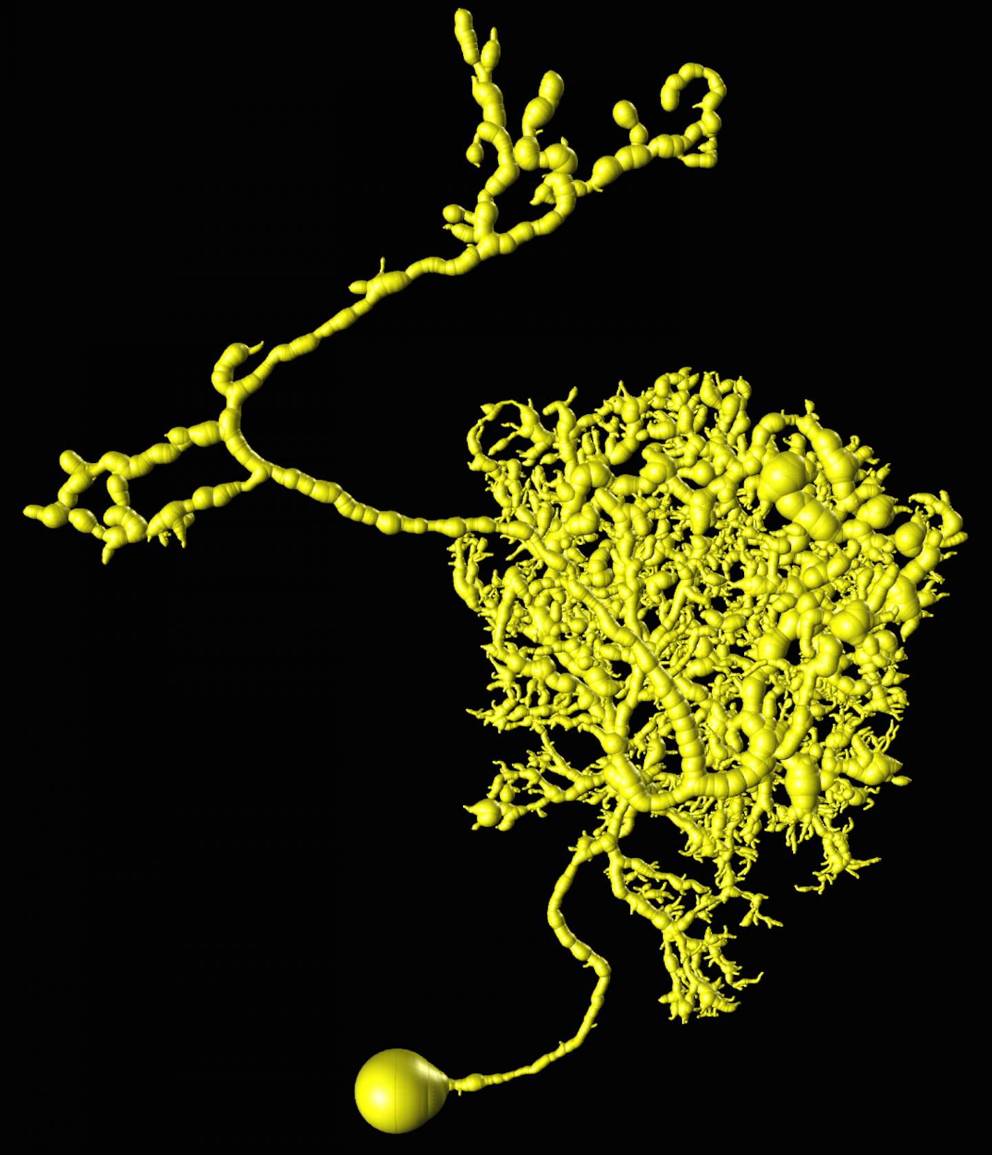 3-D Neuron Reconstruction