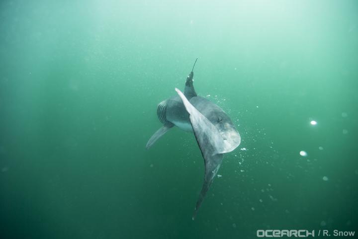 3D Movement of Baby White Sharks