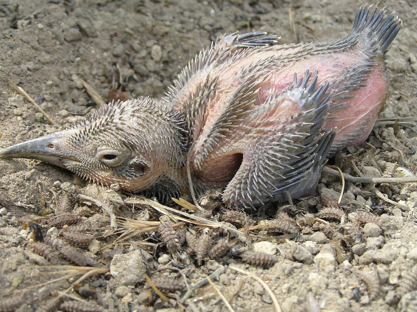Bee-Eater and <em>Fannia</em> spp. Larvae