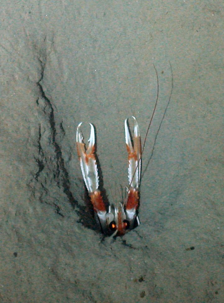 Langoustine (3 of 3)