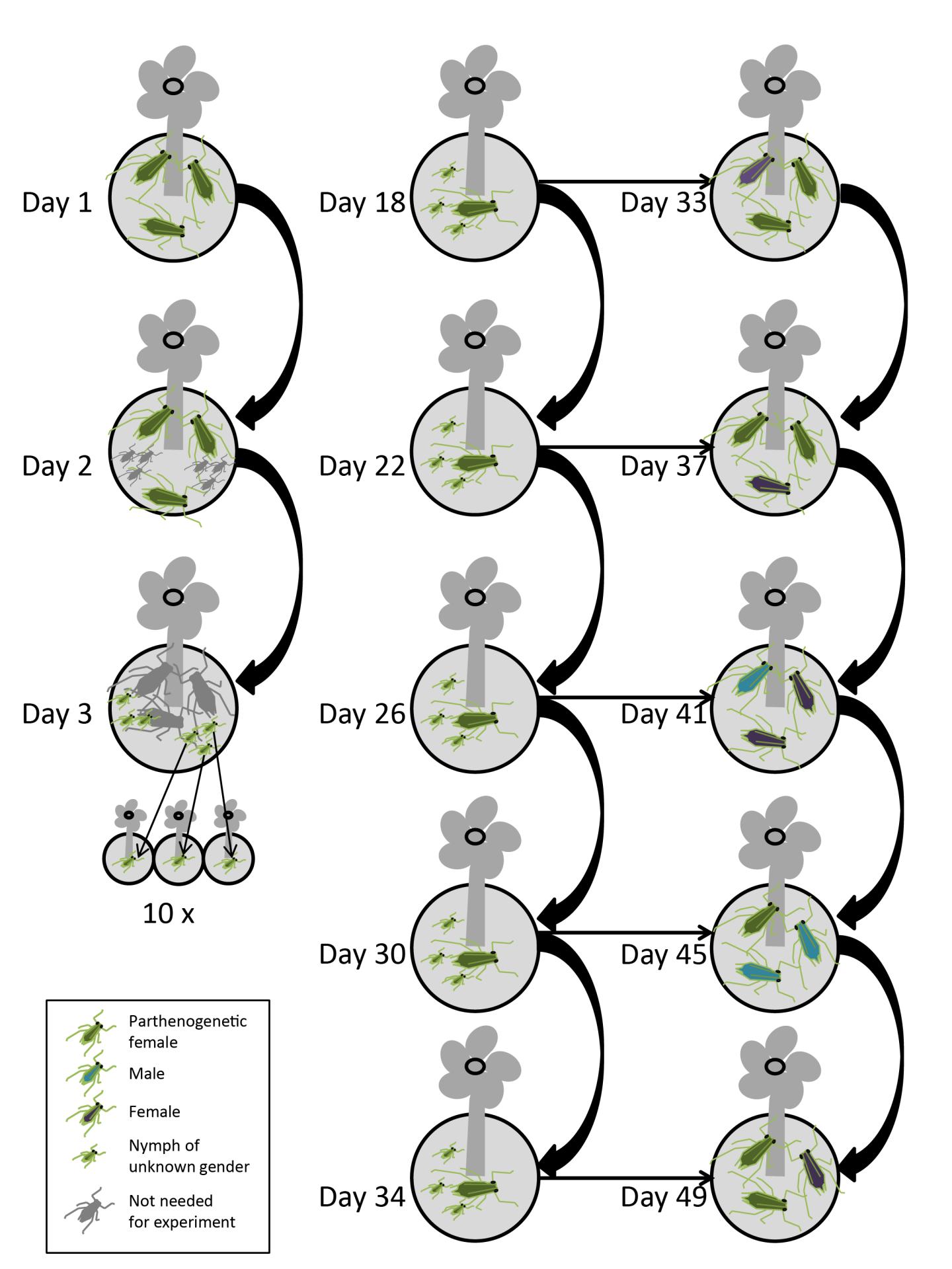 Intended Setup of the Main Experiment