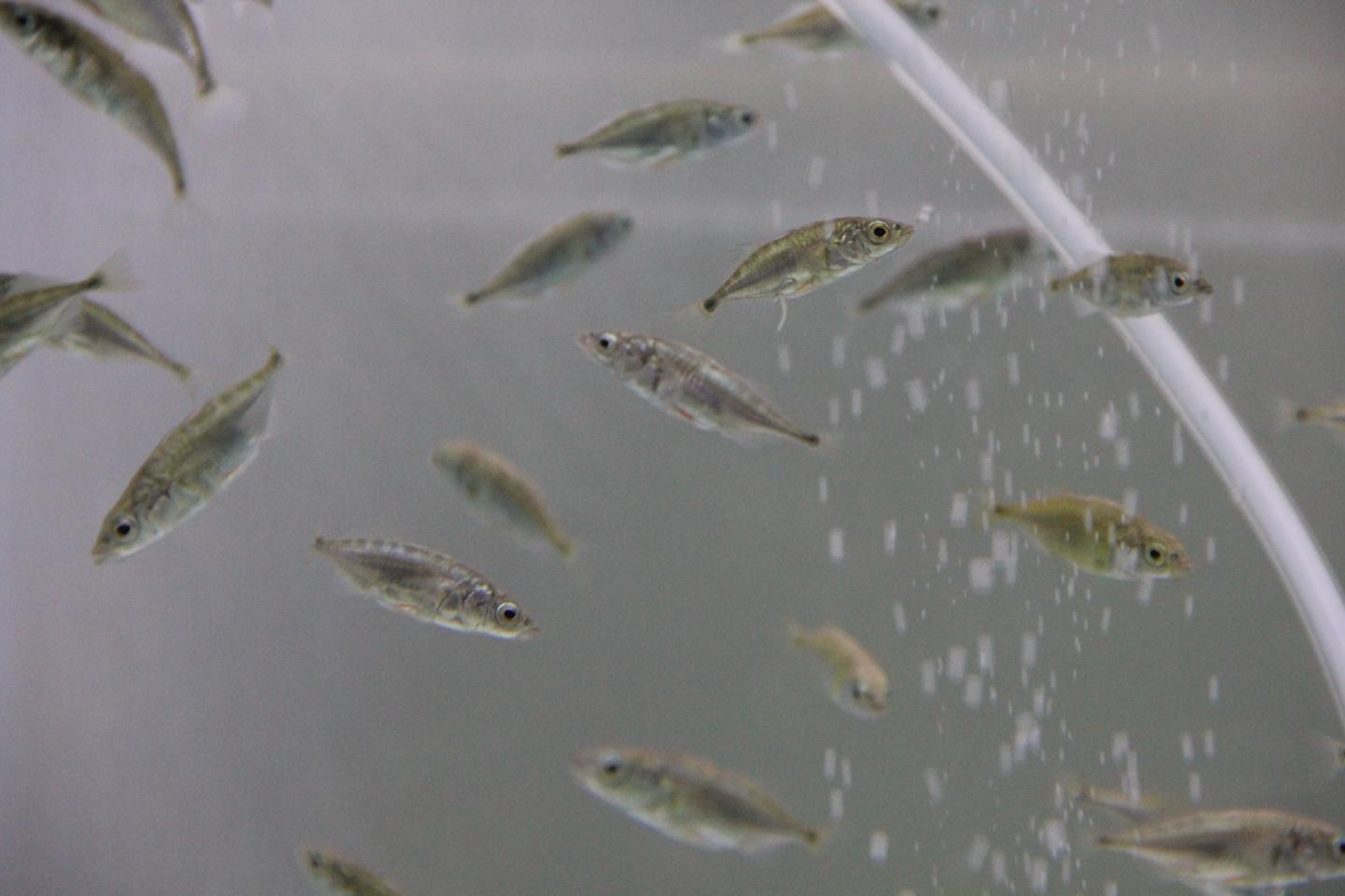 Sticklebacks
