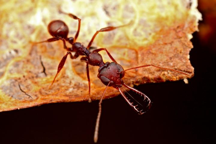 <i>Myrmoteras</i> Trap-Jaw Ants