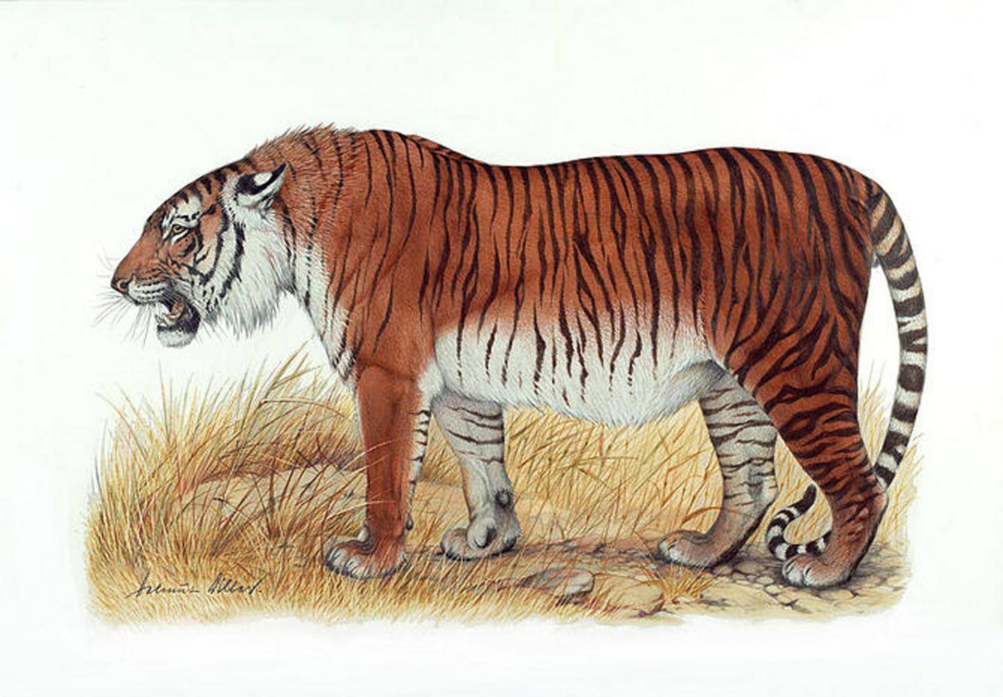 Artist's Depiction of Caspian Tiger