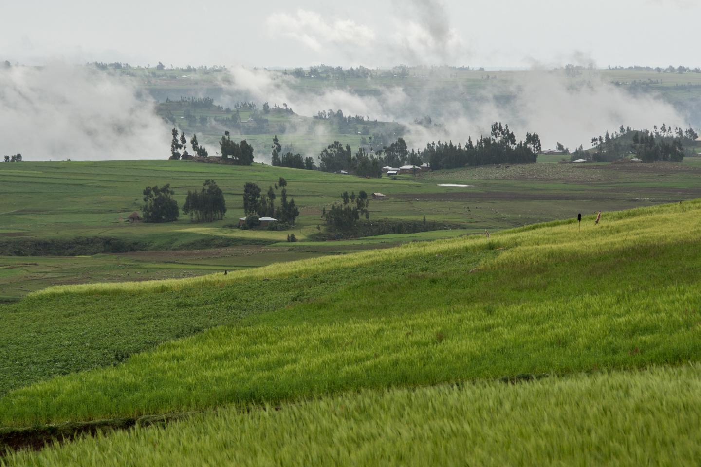 Farms in Ethiopia