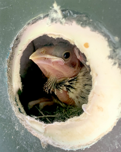 cowbird chick